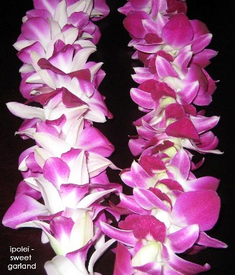 dendrobium orchid
